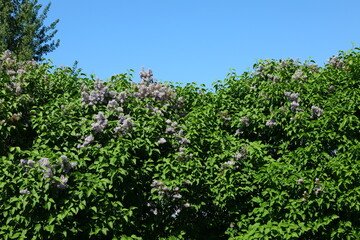 Fototapeta na wymiar Lilac bushes Syringa vulgaris is ornamental bush with sweet fragrance 
