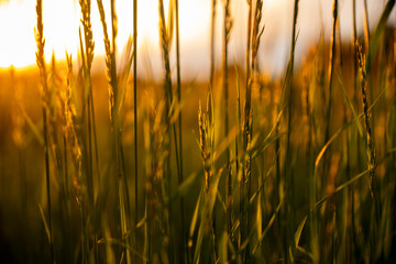 Meadow after rain during the magical sunset, A magical sunset over the meadow, Grasses and meadows during sunset