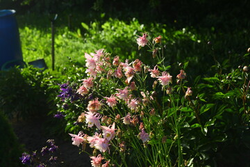 Floral spring background blooming tiny flowers green grass full sun light