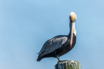 Brown pelican