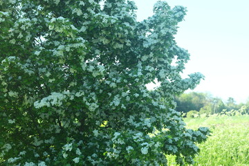 White flowering shrub in spring full of light and fragrance great background
