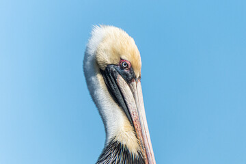 Brown pelican