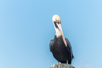 Brown pelican