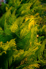 Zielono żółta paproć w świetle zachodzącego słońca, Paprotka, Zielona Paproć