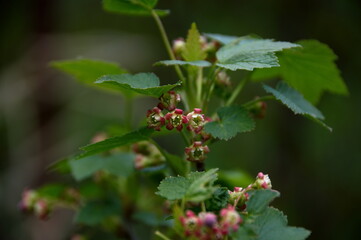 листочки цветочки
leaves flowers