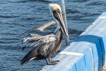 Brown pelican