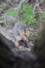 squirrel eating nut
