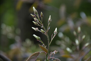 листочки цветочки
leaves flowers