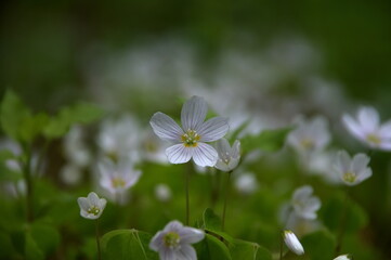 листочки цветочки
leaves flowers