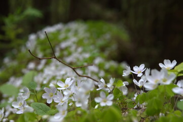 листочки цветочки
leaves flowers