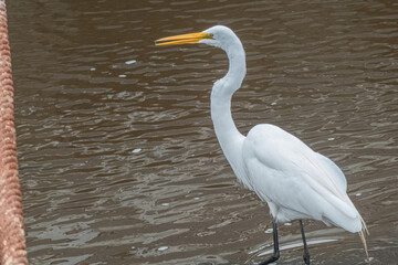 Great egret