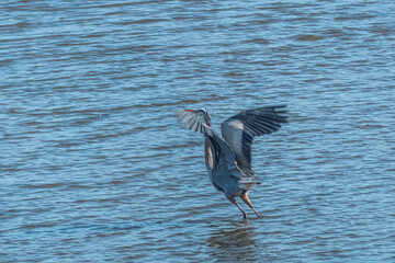 Great Blue Heron