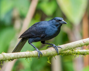 Naklejka premium Melodious Blackbird perched on a branch in Costa Rica
