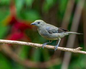 Palm Tanager songbird perched on a branch in Costa Rica