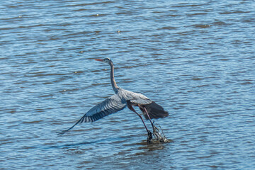 Great Blue Heron