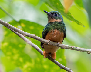 Rufous-tailed Jacamar perched on a branch in Costa Rica