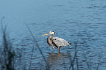 Great Blue Heron