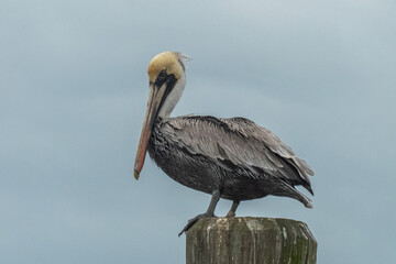 Brown pelican
