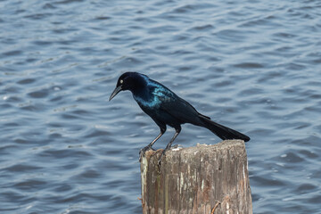 Boat-tailed Grackle