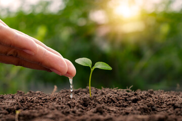 Trees are growing on fertile soil and farmers are watering the trees.