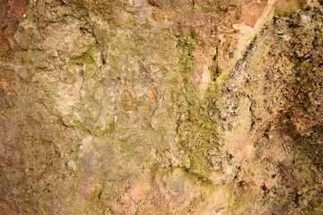 Background of a rocky surface with areas dotted with moss. Abstract texture with organic natural shapes