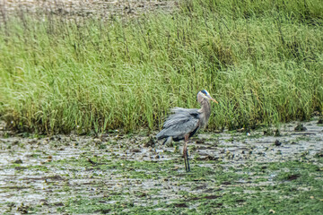 Great Blue Heron