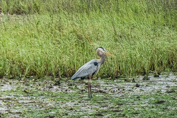 Great Blue Heron
