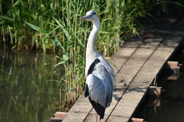 great heron