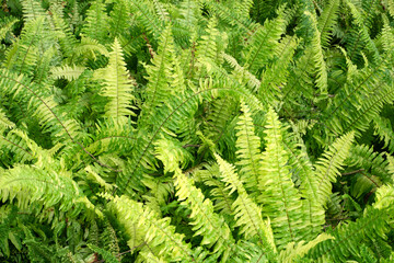 Fern leaves for nature Background.