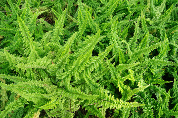 Fern leaves for nature Background.