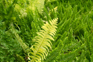 Fern leaves for nature Background.