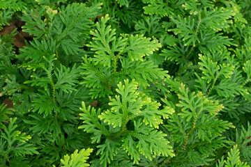 Fern leaves for nature Background.
