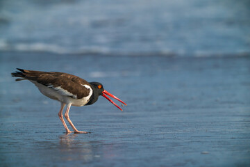 American oystercatcher found a clam