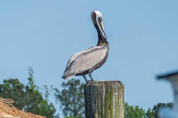 Brown pelican