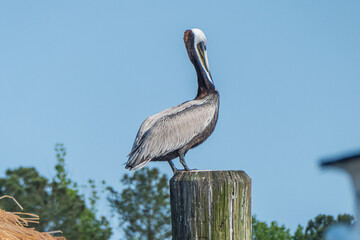 Brown pelican