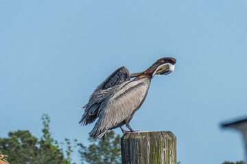 Brown pelican
