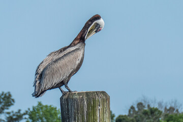 Brown pelican