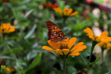 Mariposa en jardín con margaritas 