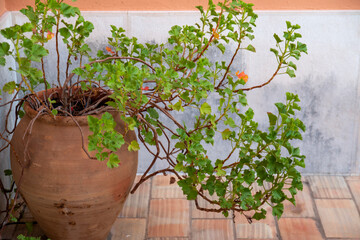 Geranium plant in a pot
