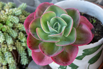 Echeveria Imbricata succulent plant