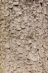 Trunk spruce bark texture close up, background.