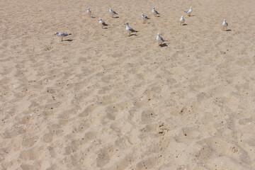 Group of seagulls on the Black Sea beach