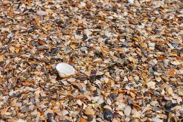Sea shell on the sand. Beach background. Marine theme. Small depth of field