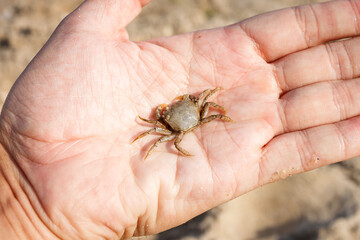 Little crab on the palm