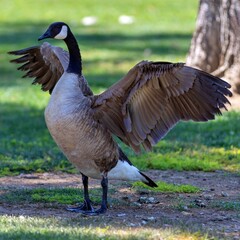 Super Goose