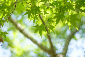 Obraz premium 新緑