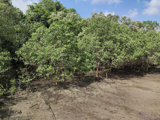 Mangrove Forest at Sungei Buloh Nature Reserve, in Singapore