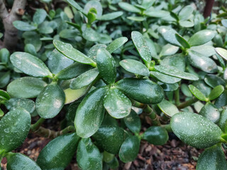 Crassula ovata, commonly known as jade plant