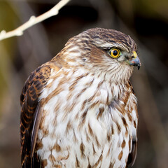 close up of a sharp shin hawk