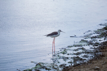 Birds in the zoo have no cages.